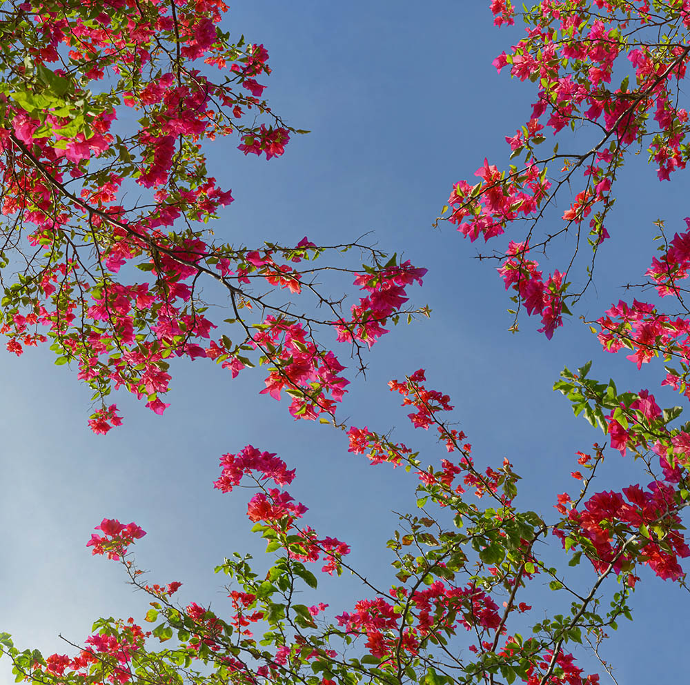 bougainvillea 01a _16k x 16k